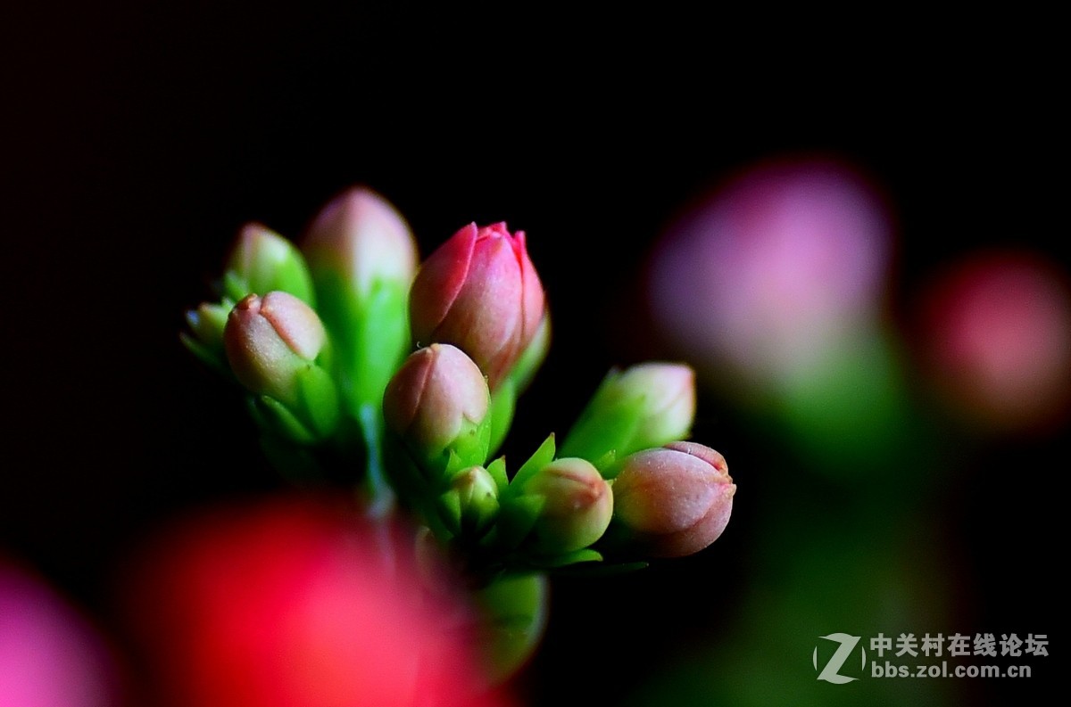 #尼康花卉作品赏析#第23期《随拍一组长寿花》