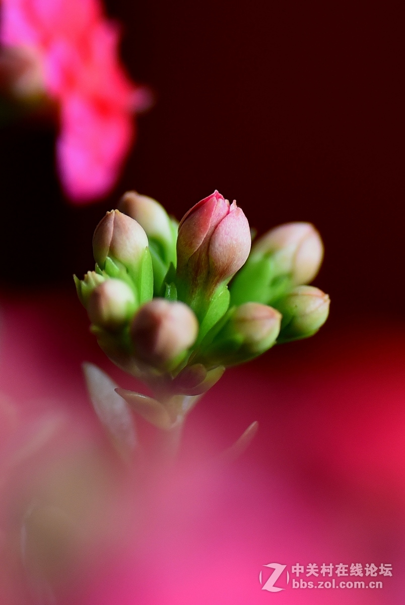 #尼康花卉作品赏析#第23期《随拍一组长寿花》