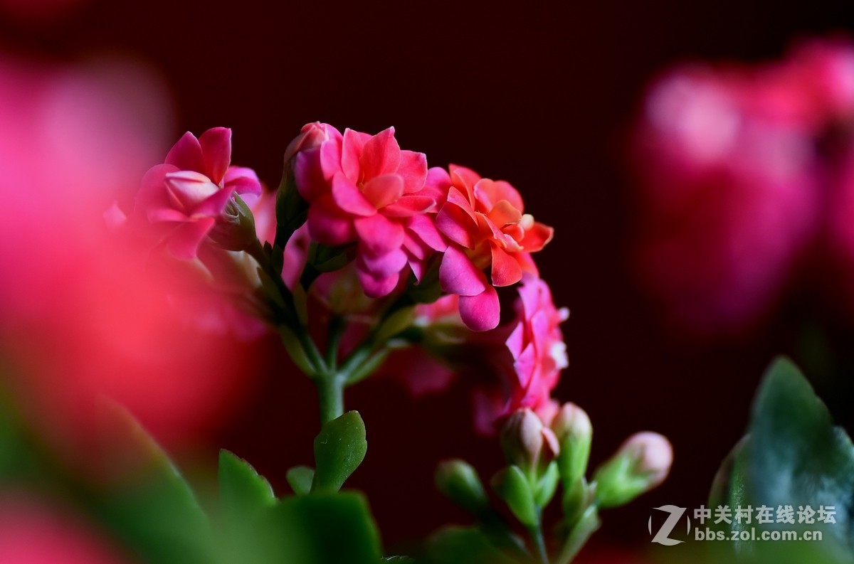 #尼康花卉作品赏析#第23期《随拍一组长寿花》