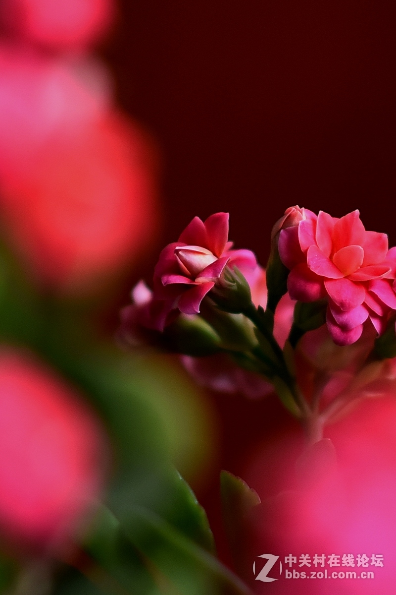 #尼康花卉作品赏析#第23期《随拍一组长寿花》