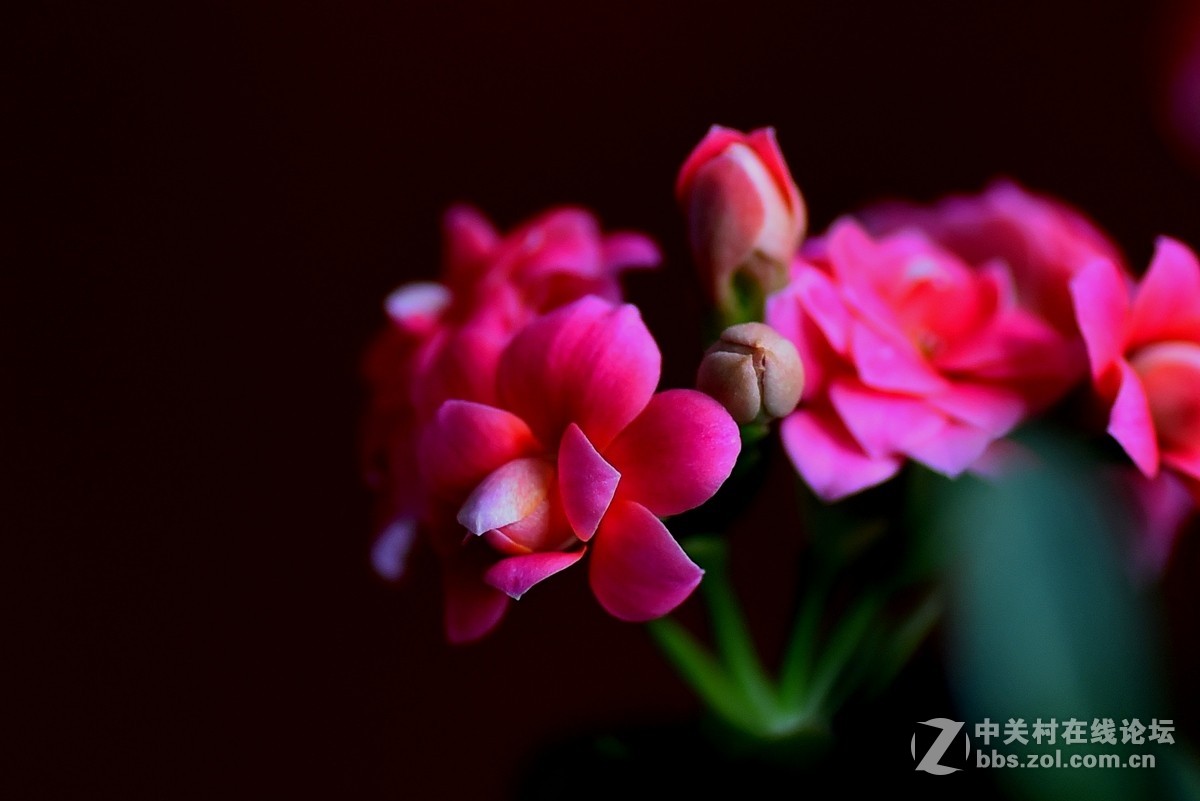 #尼康花卉作品赏析#第23期《随拍一组长寿花》