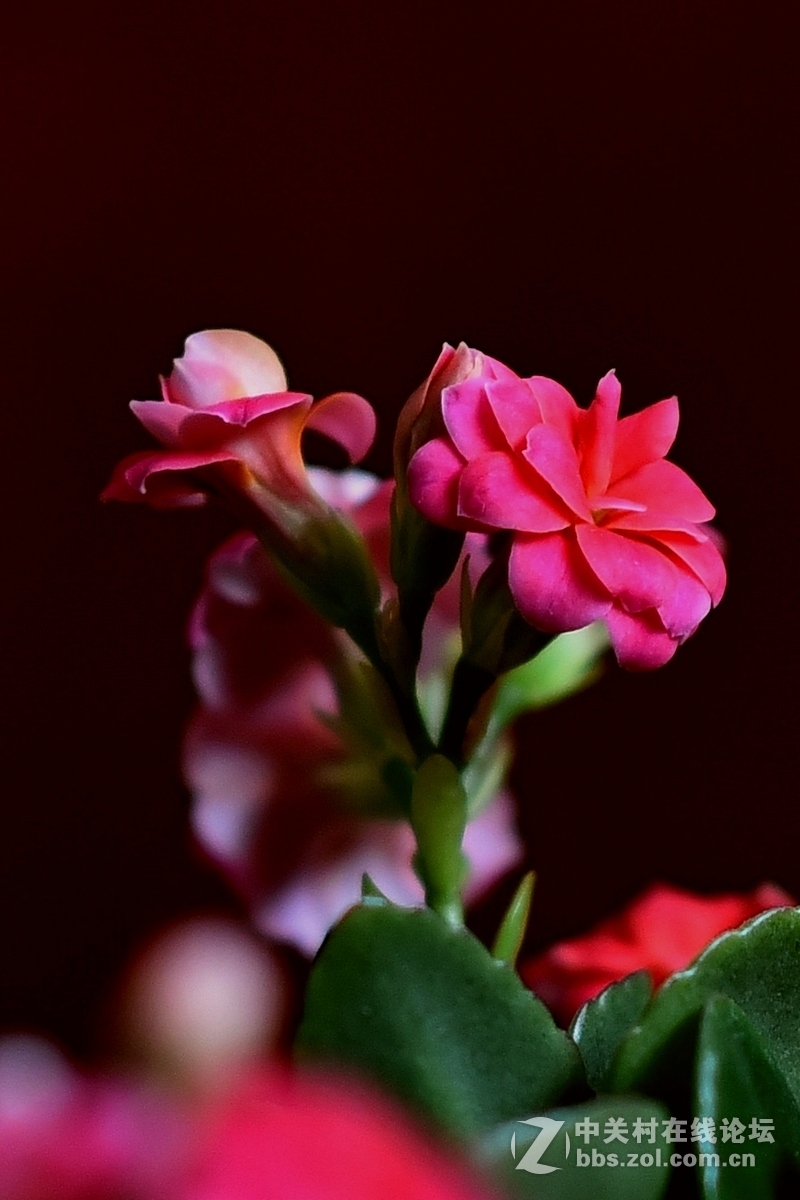 #尼康花卉作品赏析#第23期《随拍一组长寿花》