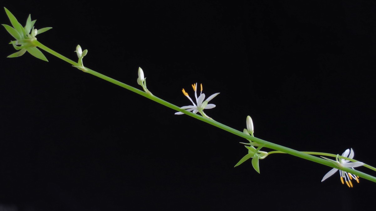 不同相机，不同背景，不同焦距，不同时间，拍同一支小小吊兰花。