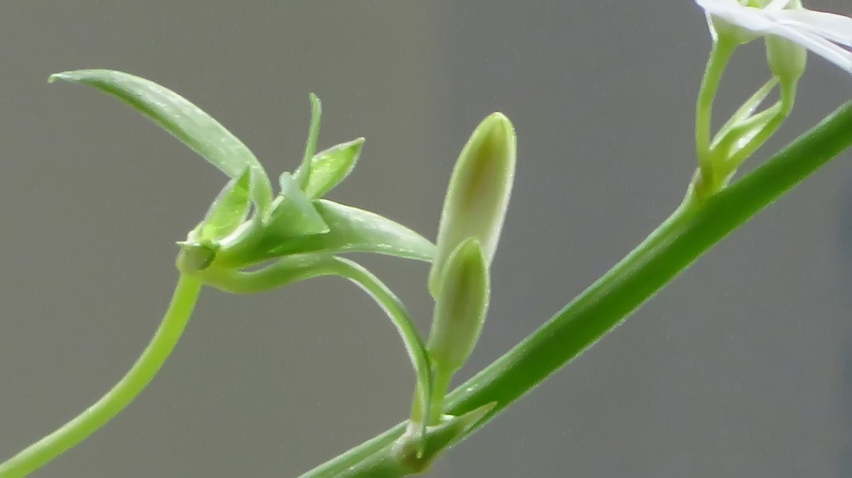 不同相机，不同背景，不同焦距，不同时间，拍同一支小小吊兰花。