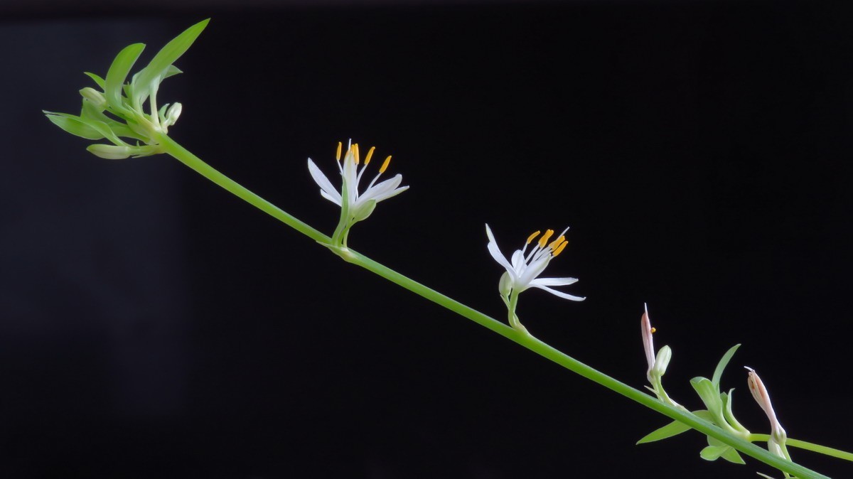 不同相机，不同背景，不同焦距，不同时间，拍同一支小小吊兰花。