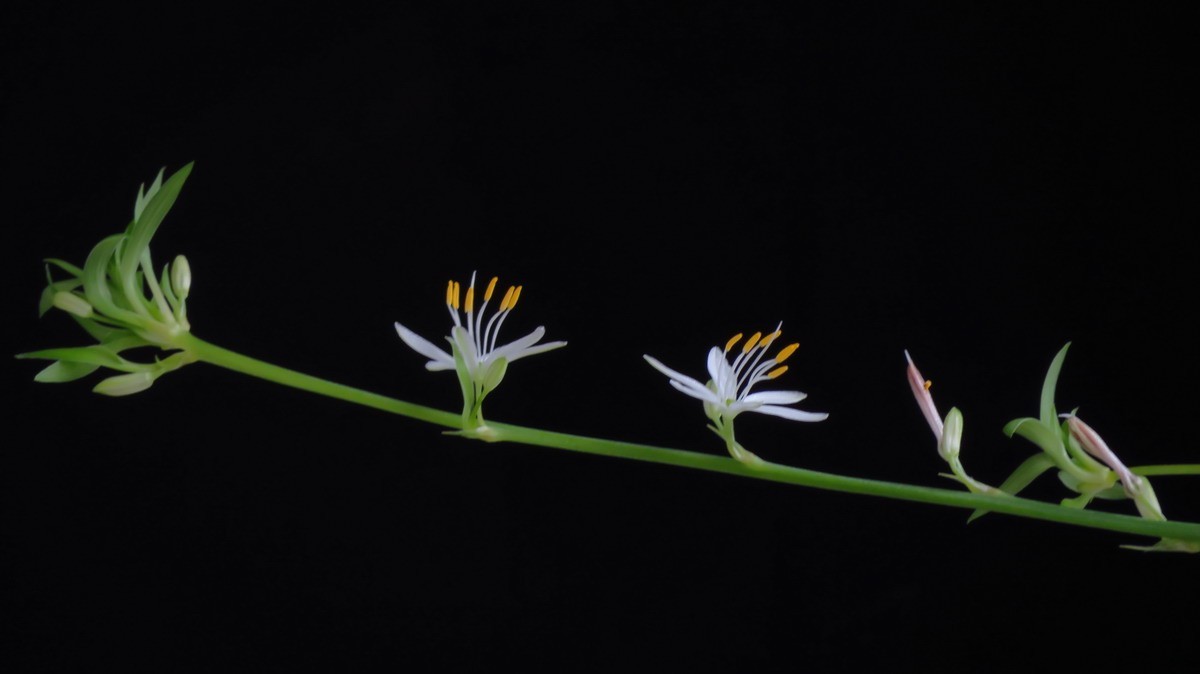 不同相机，不同背景，不同焦距，不同时间，拍同一支小小吊兰花。