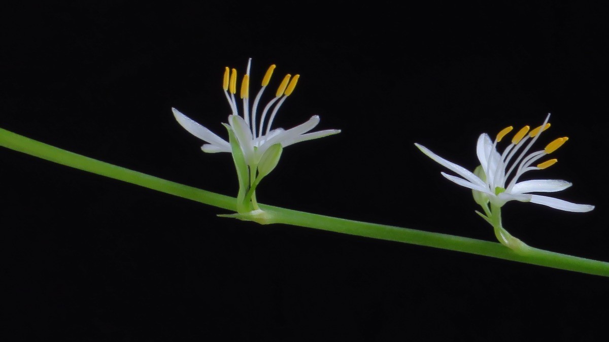 不同相机，不同背景，不同焦距，不同时间，拍同一支小小吊兰花。