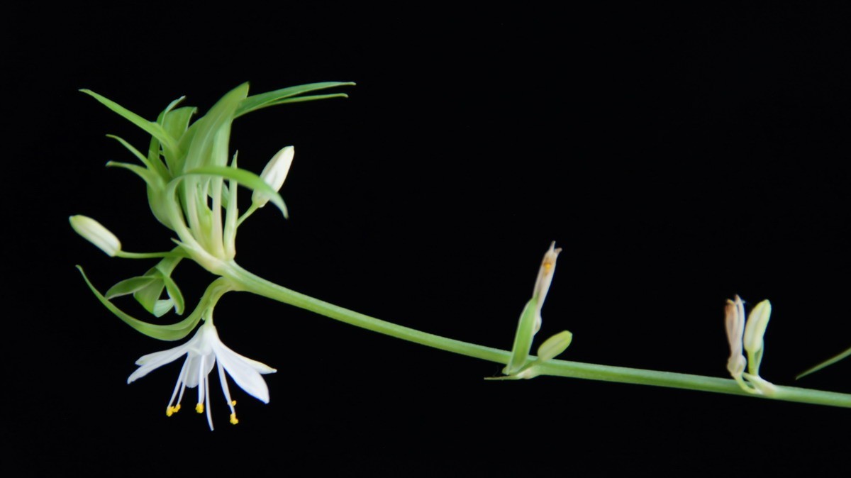 不同相机，不同背景，不同焦距，不同时间，拍同一支小小吊兰花。