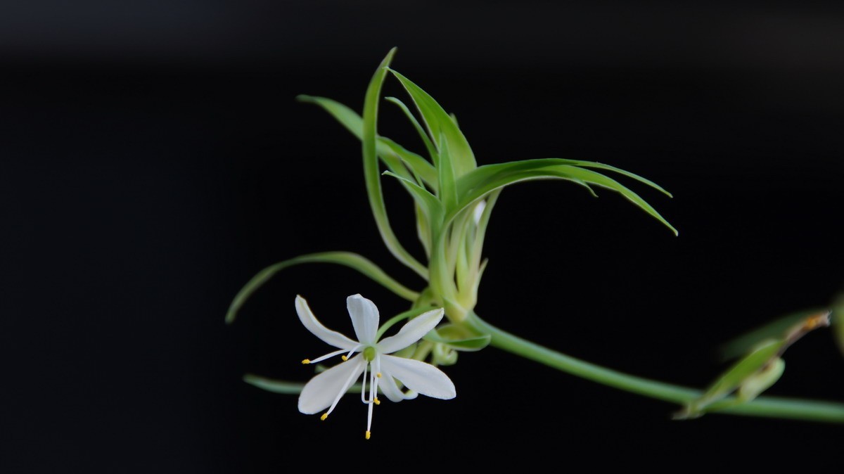 不同相机，不同背景，不同焦距，不同时间，拍同一支小小吊兰花。
