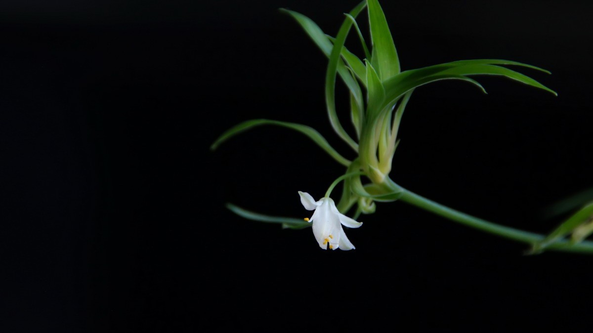 不同相机，不同背景，不同焦距，不同时间，拍同一支小小吊兰花。