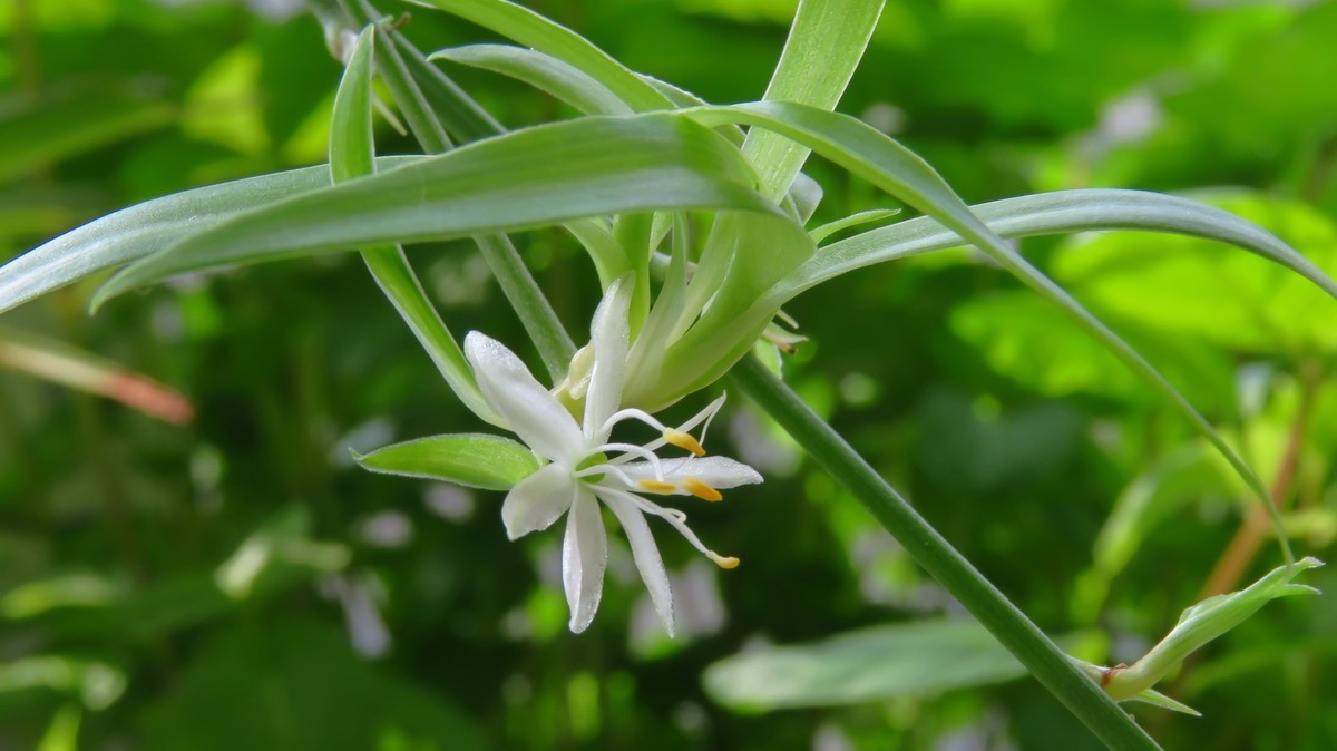 不同相机，不同背景，不同焦距，不同时间，拍同一支小小吊兰花。