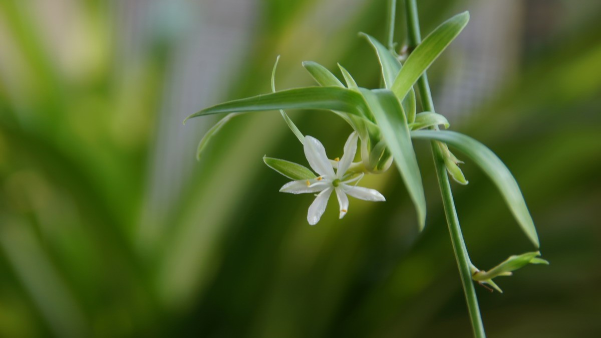不同相机，不同背景，不同焦距，不同时间，拍同一支小小吊兰花。
