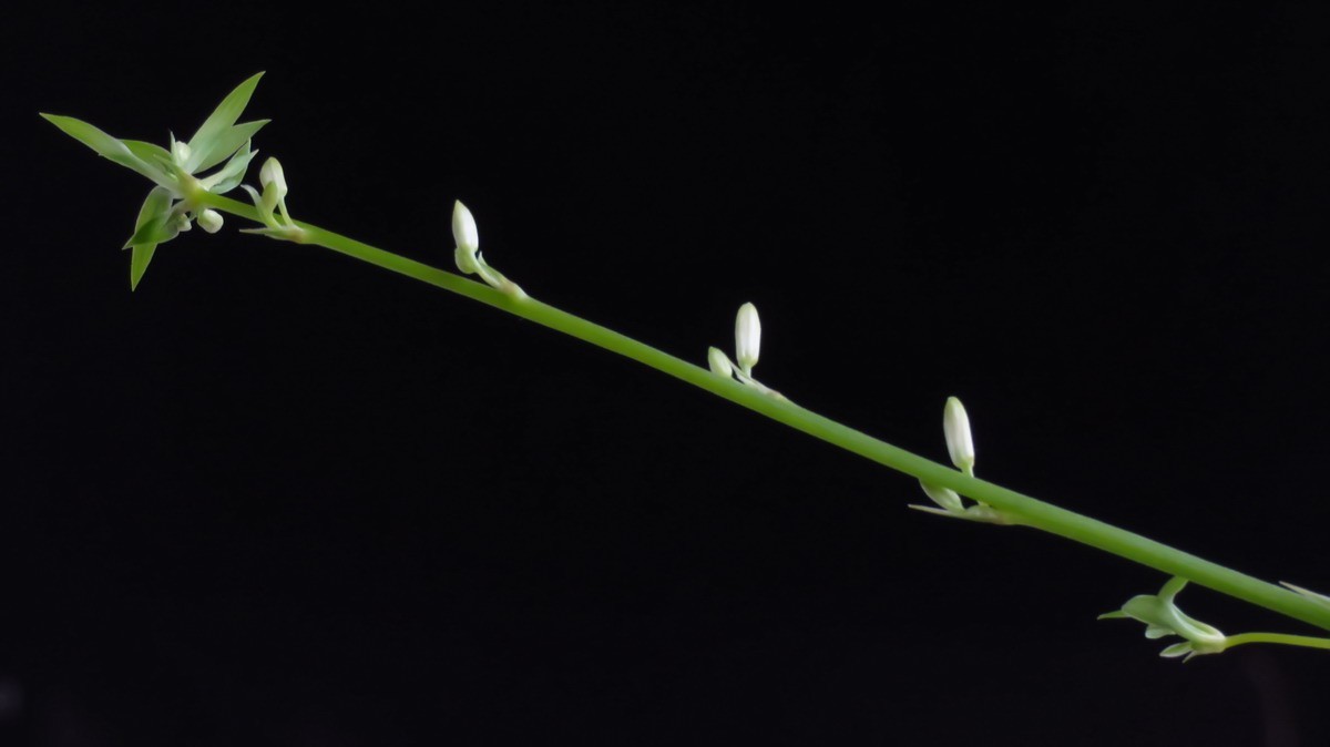 不同相机，不同背景，不同焦距，不同时间，拍同一支小小吊兰花。