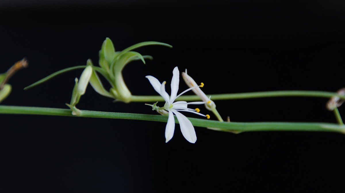 不同相机，不同背景，不同焦距，不同时间，拍同一支小小吊兰花。
