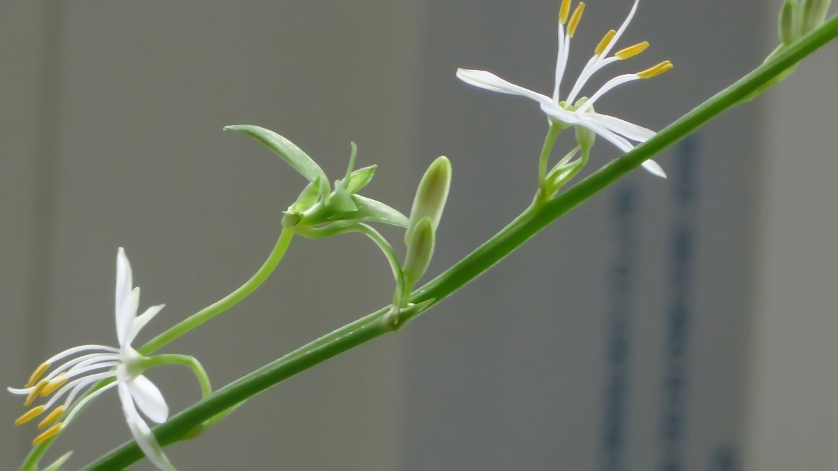 不同相机，不同背景，不同焦距，不同时间，拍同一支小小吊兰花。