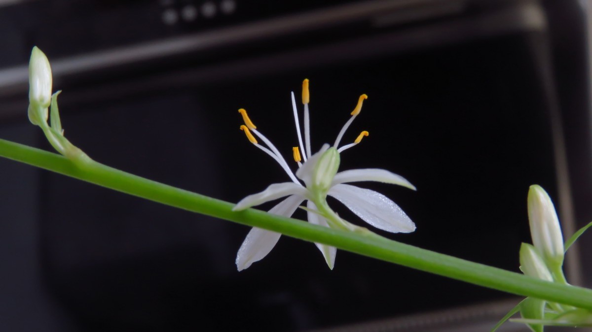 不同相机，不同背景，不同焦距，不同时间，拍同一支小小吊兰花。