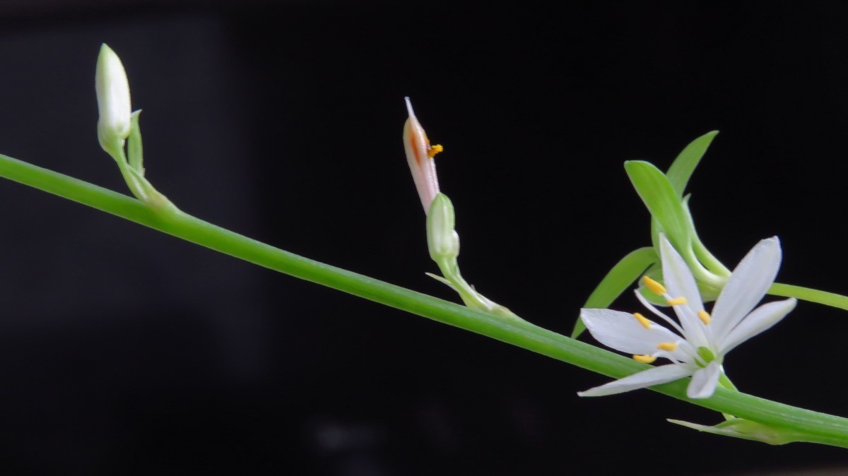 不同相机，不同背景，不同焦距，不同时间，拍同一支小小吊兰花。