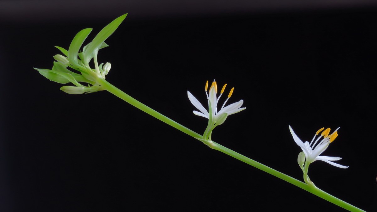 不同相机，不同背景，不同焦距，不同时间，拍同一支小小吊兰花。