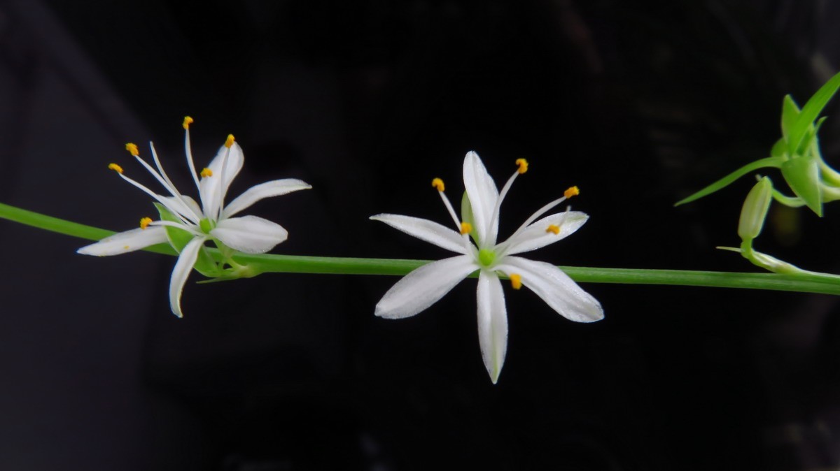 不同相机，不同背景，不同焦距，不同时间，拍同一支小小吊兰花。