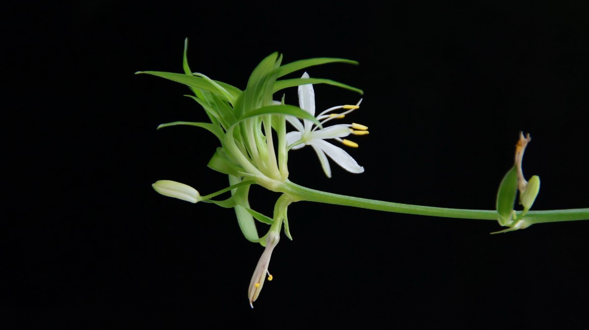 不同相机，不同背景，不同焦距，不同时间，拍同一支小小吊兰花。