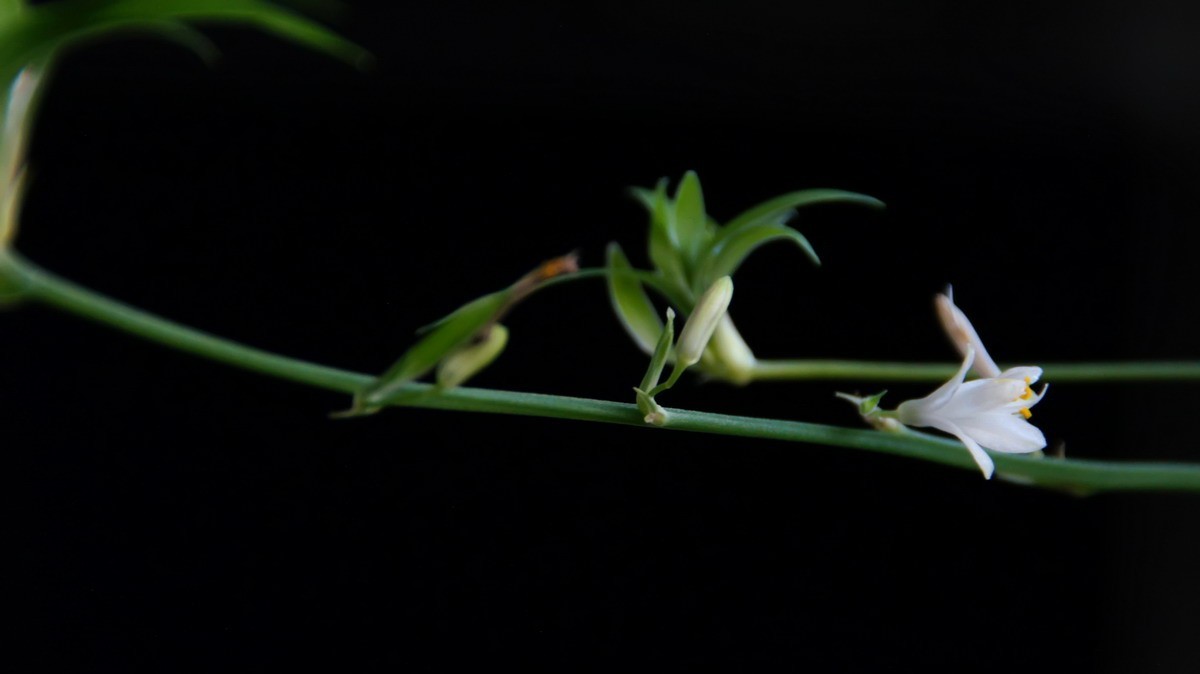 不同相机，不同背景，不同焦距，不同时间，拍同一支小小吊兰花。