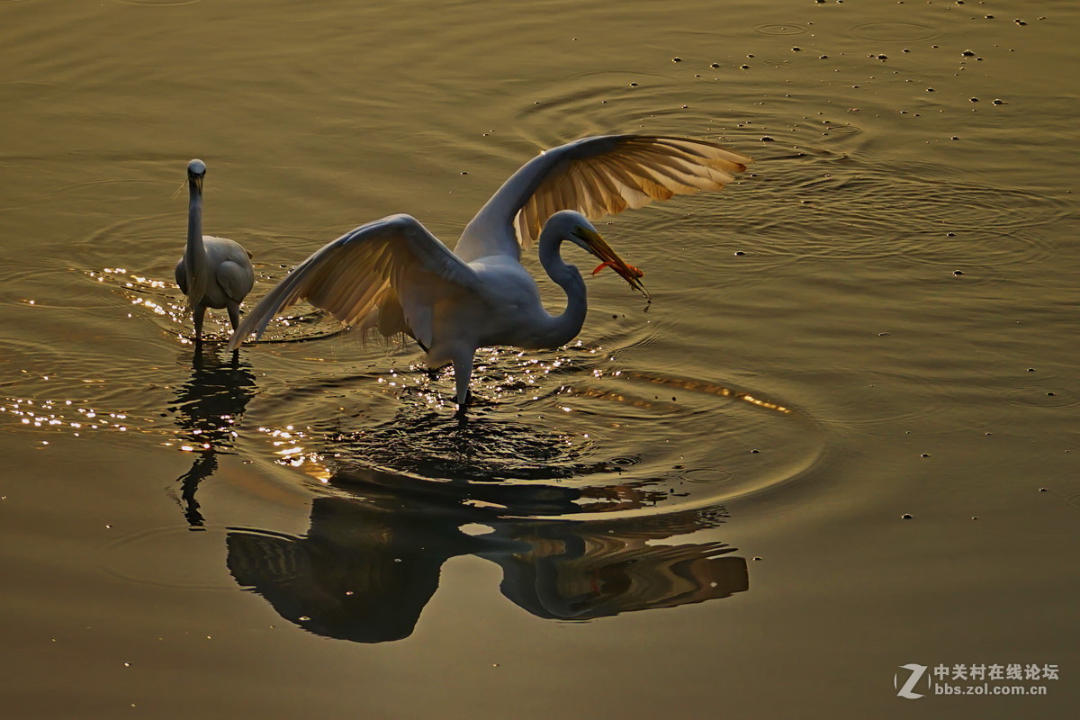 应版主建议，再上一套鹭鸟。A7加A4转接环接a70-300头。请砖。