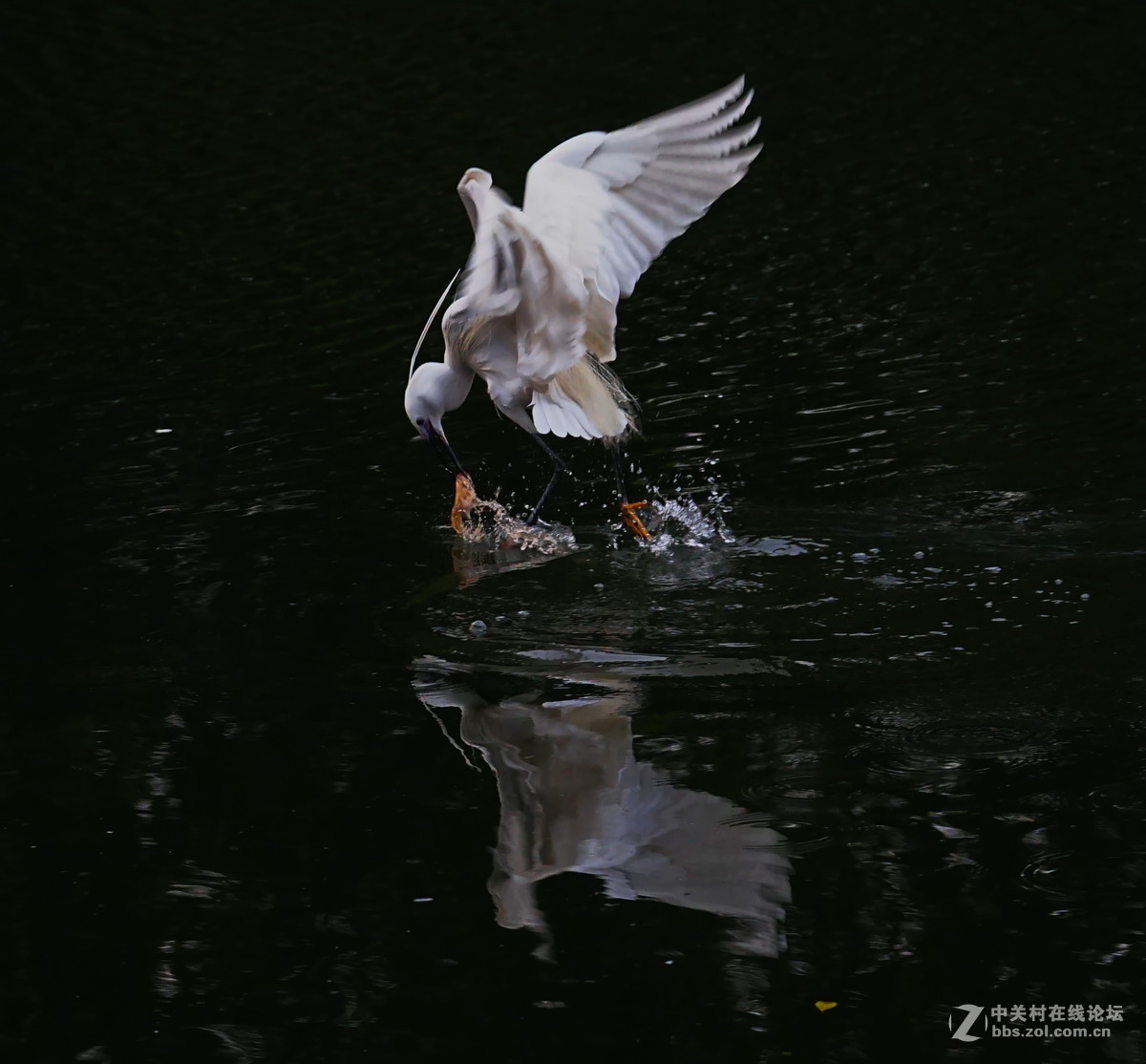 应版主建议，再上一套鹭鸟。A7加A4转接环接a70-300头。请砖。