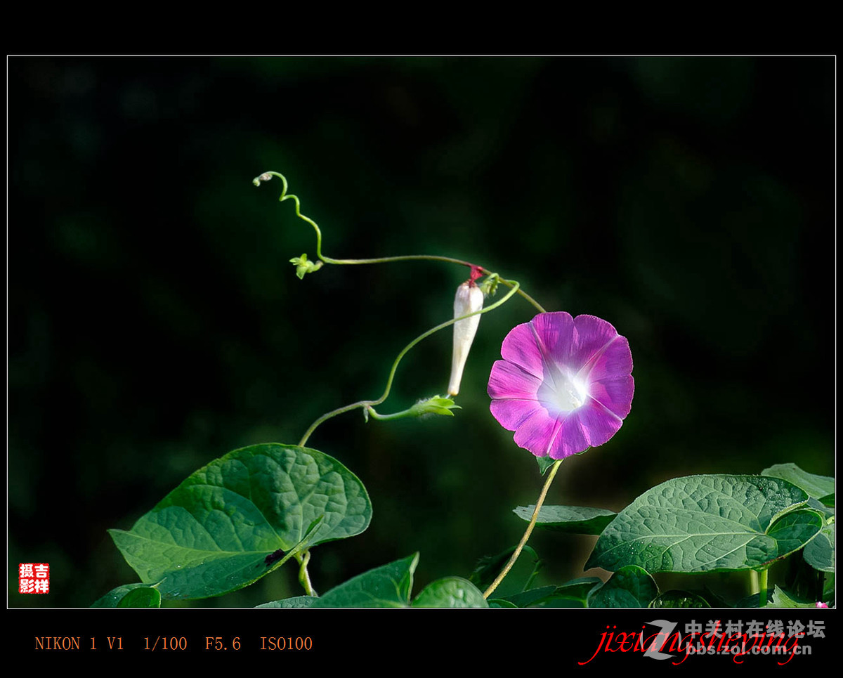 #尼康花卉作品赏析第九期#【牵牛花】