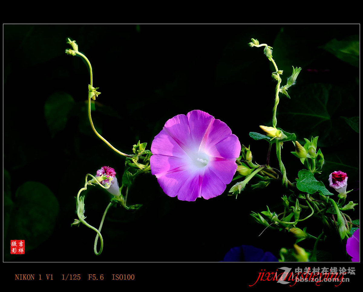 #尼康花卉作品赏析第九期#【牵牛花】