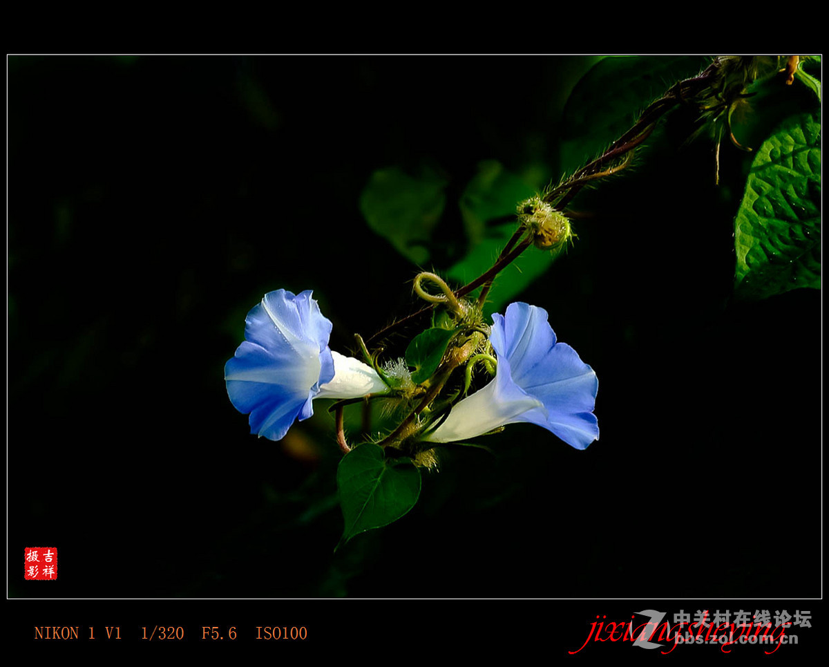 #尼康花卉作品赏析第九期#【牵牛花】
