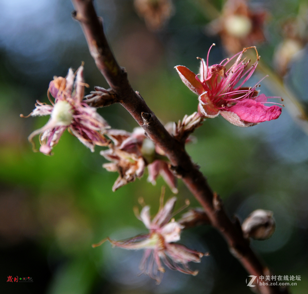 南国桃园落谢的桃花