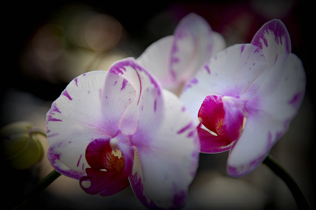 #尼康花卉作品赏析第十期#《再拍蝴蝶兰》