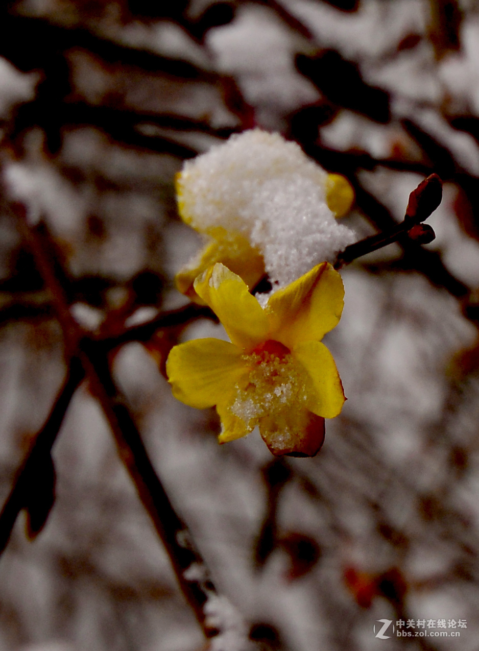 瑞雪中的迎春花