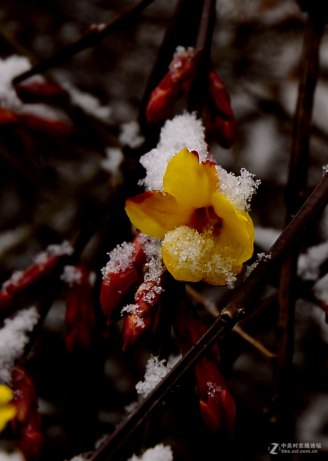 瑞雪中的迎春花