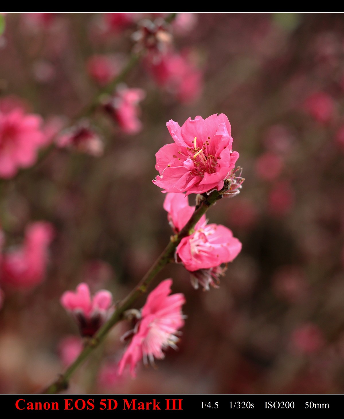 携花卉市场拍的梅花祝大家在新的一年里大展鸿途
