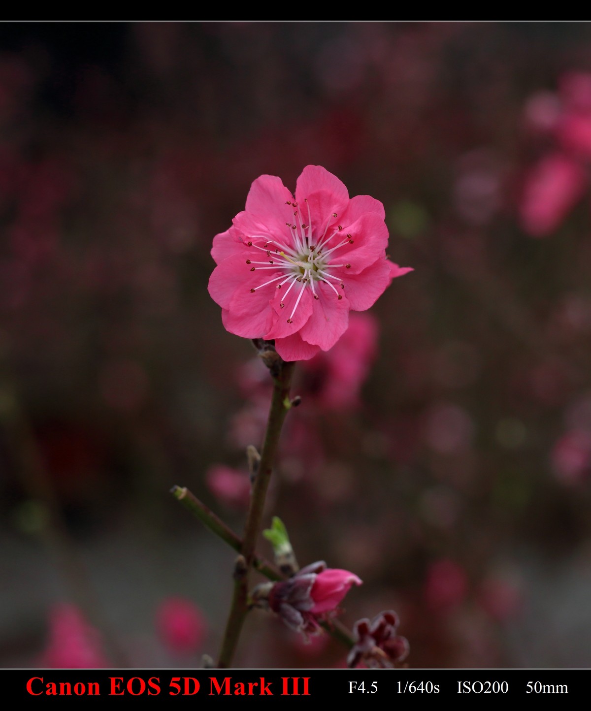 携花卉市场拍的梅花祝大家在新的一年里大展鸿途