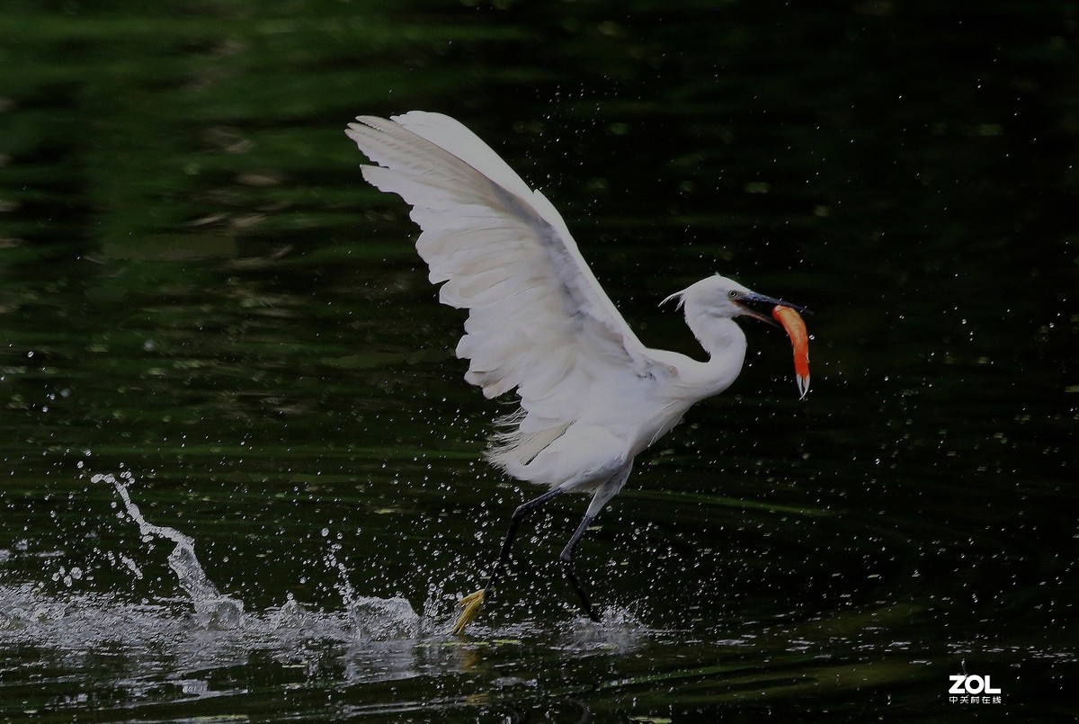 鷺鳥