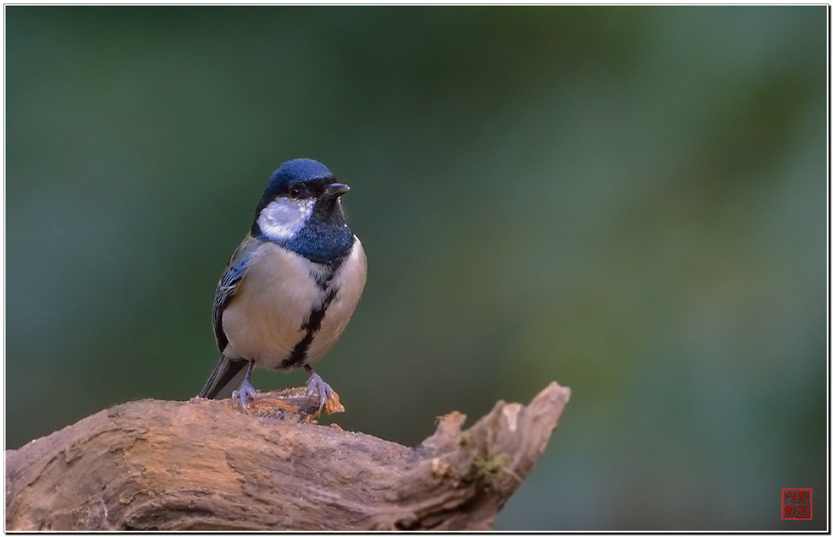 #尼康鸟类作品赏析#第20期《打鸟二月间》