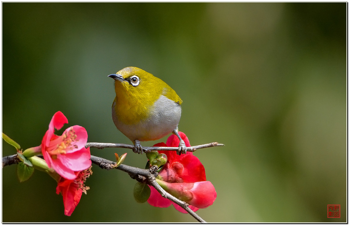 #尼康鸟类作品赏析#第20期《打鸟二月间》