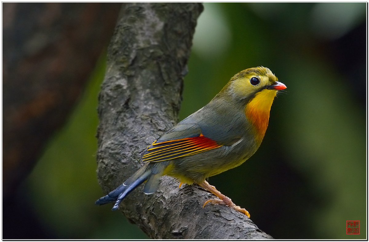 #尼康鸟类作品赏析#第20期《打鸟二月间》