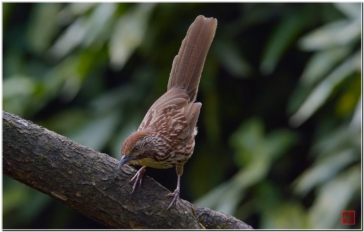 #尼康鸟类作品赏析#第20期《打鸟二月间》