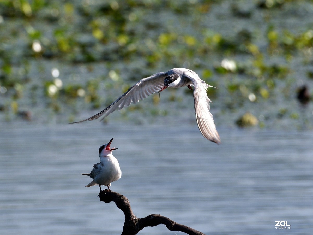 安庆拍的须浮鸥
