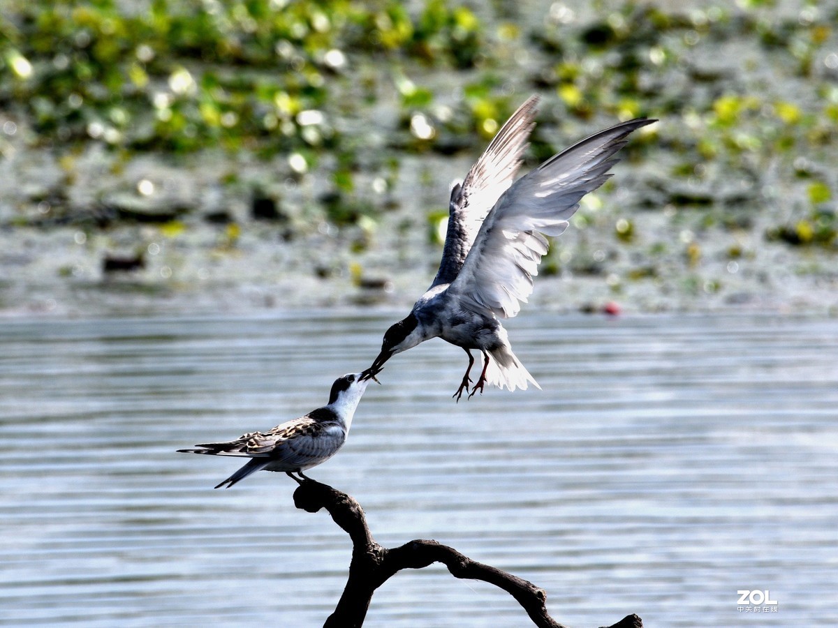 安庆拍的须浮鸥