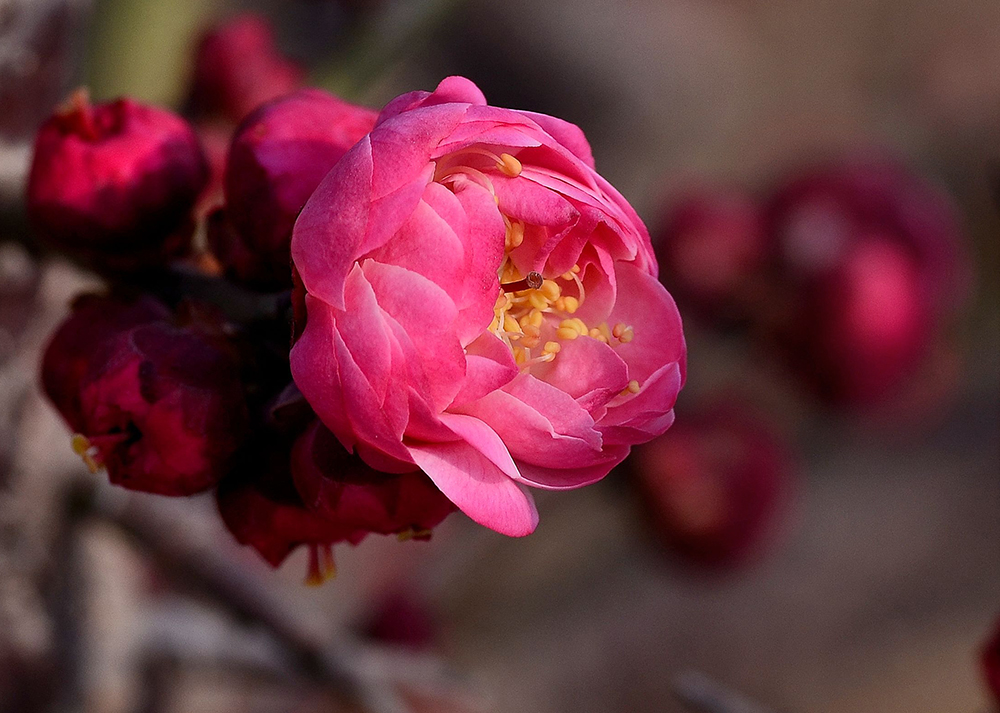 梅花二真梅系六个品种
