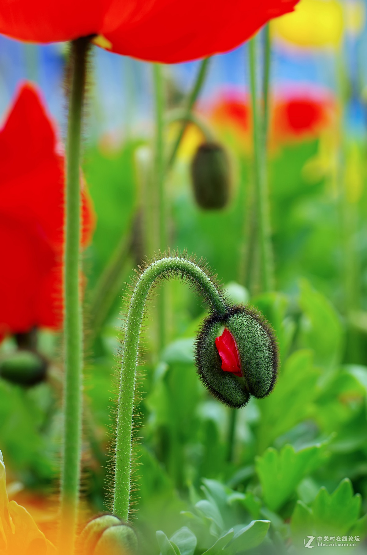 星55拍虞美人，惊喜发现分辨率居然可以达到专业微距头的标准.
