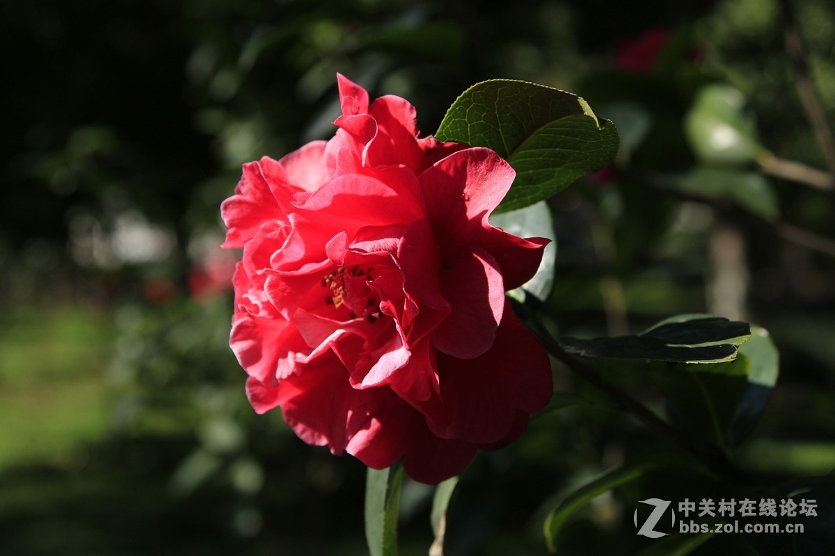 山茶花－－原图