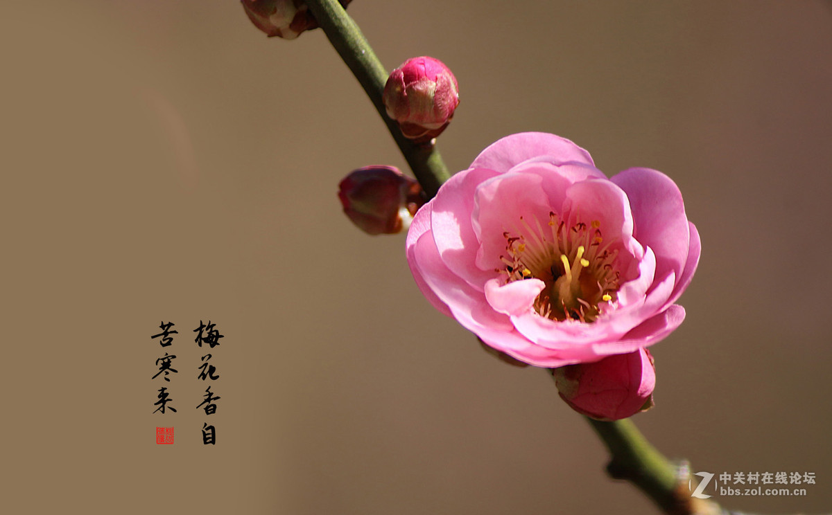 梅花香自苦寒来