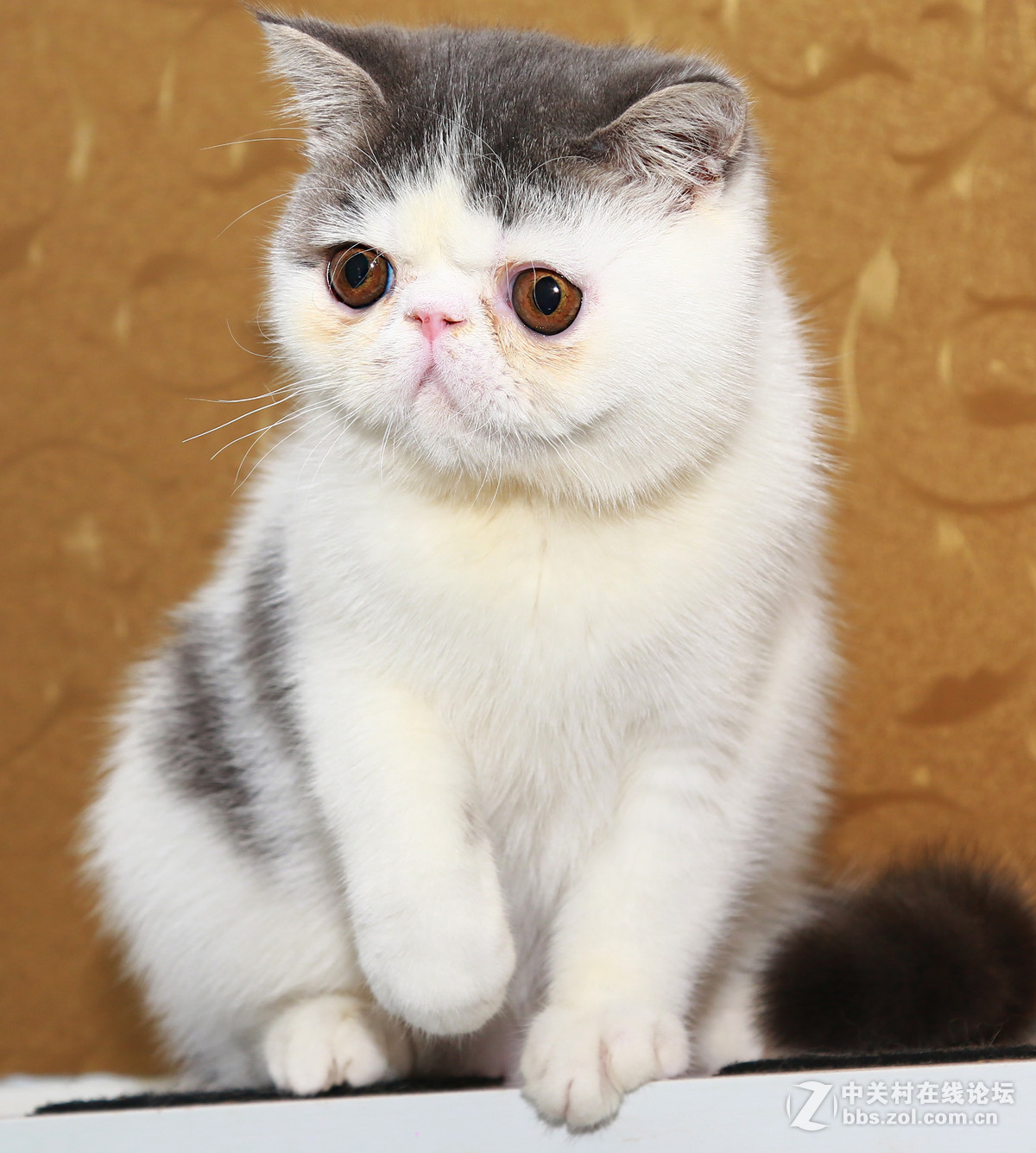 ★★★★★  纯种加菲猫 第七季  ★★★★★