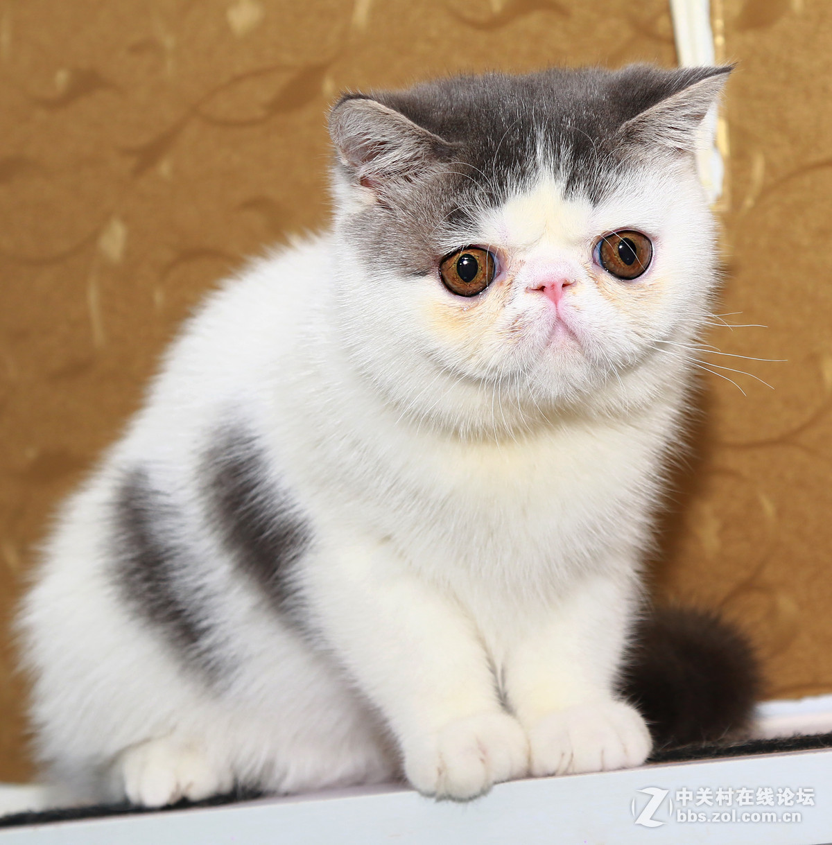 ★★★★★  纯种加菲猫 第七季  ★★★★★