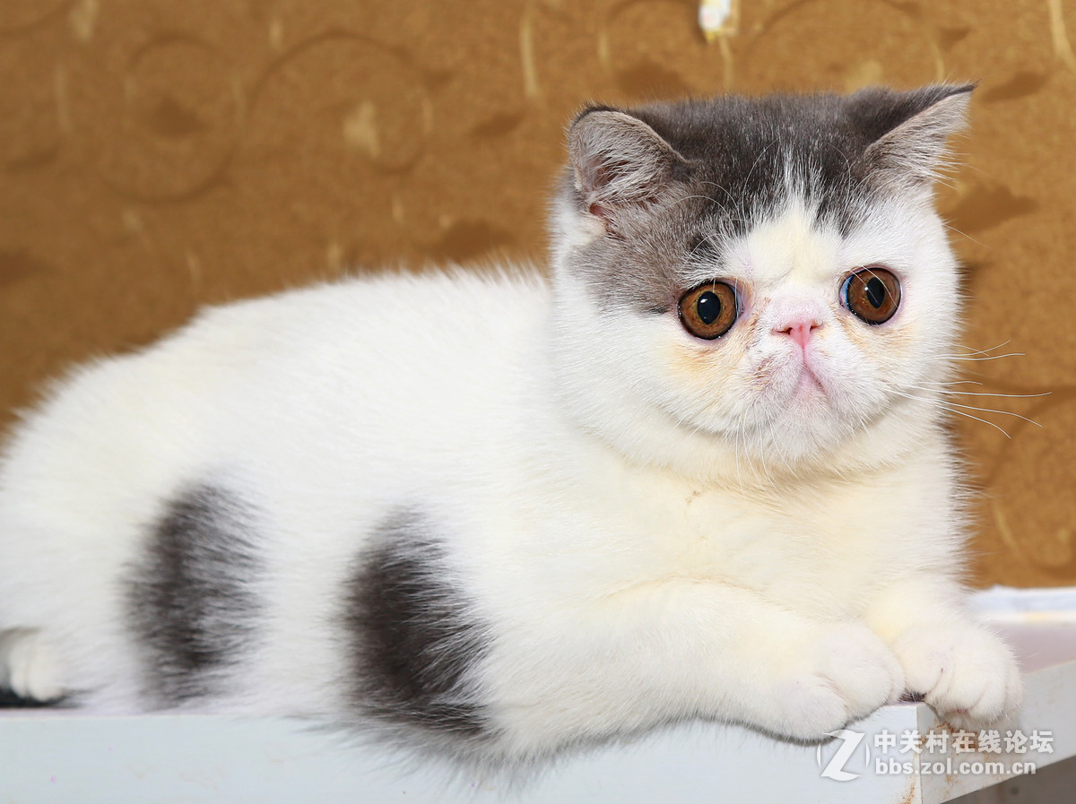 ★★★★★  纯种加菲猫 第七季  ★★★★★